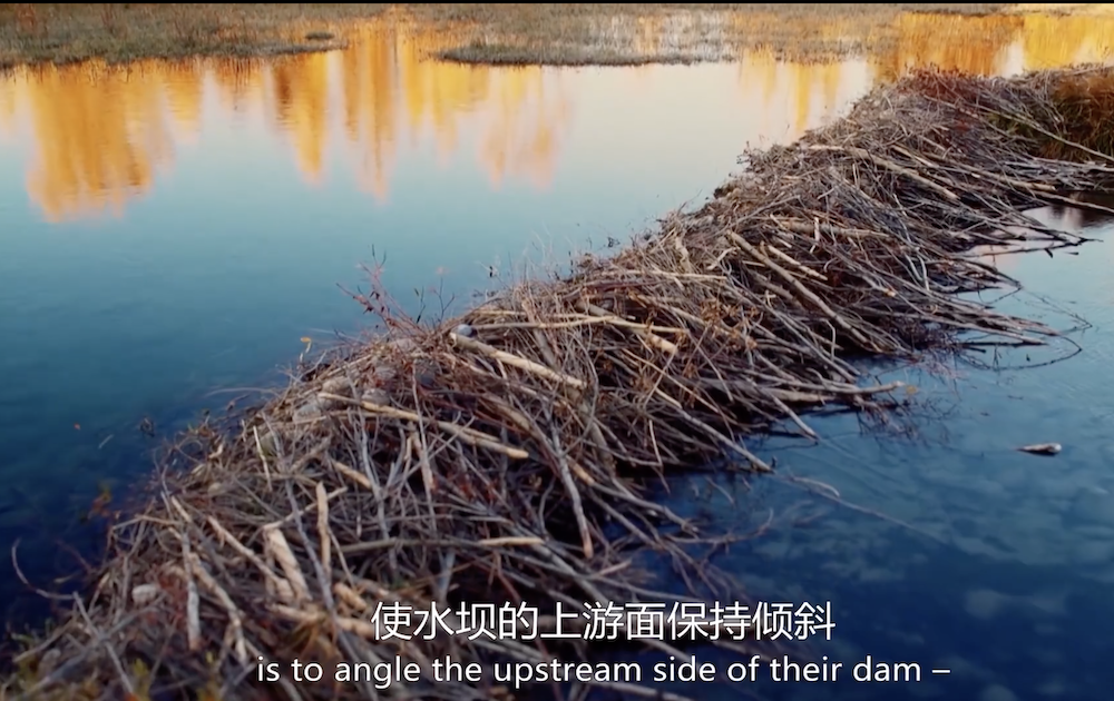 河狸用树枝、石头制造的水坝。 视频截图