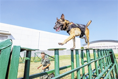 扑咬,搜救搜爆,人犬协同通过障碍,物品鉴别,解救人质等专业技能训练