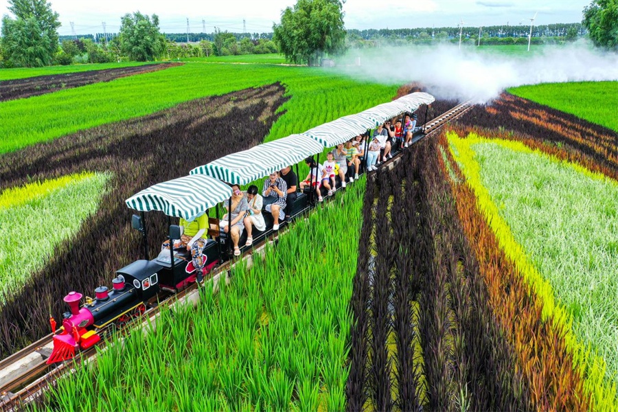 在稻田中穿梭的小火车(央广网发 沈北新区委宣传部供图)