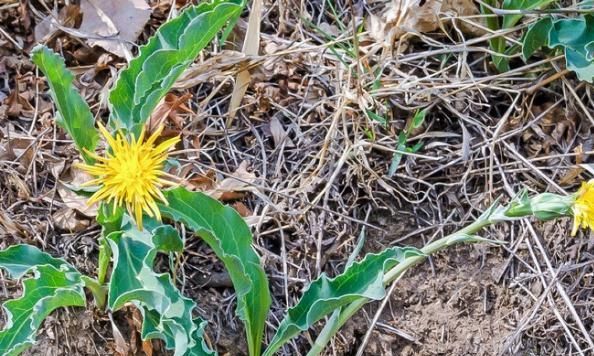 鸦葱:叫葱不是葱,是菜也是药材,目前极珍贵,见到别错过!__财经头条