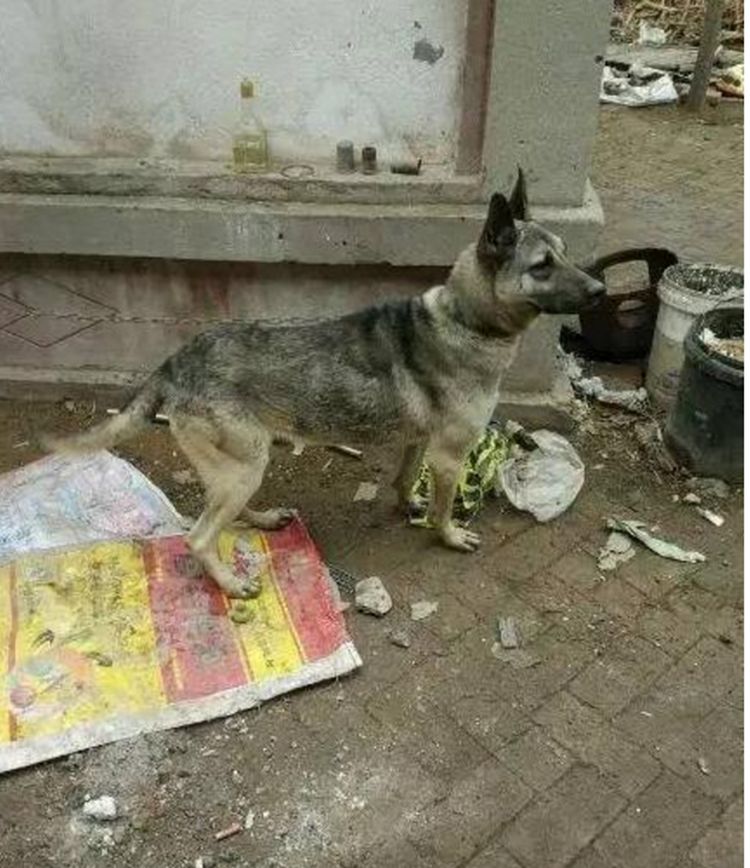 狗肉馆门口看见一只待宰的狗狗,狗狗眼神可怜,让人忍不住心痛休闲区蓝鸢梦想 - Www.slyday.coM 狗肉馆门口看见一只待宰的狗狗,狗狗眼神可怜,让人忍不住心痛休闲区蓝鸢梦想 - Www.slyday.coM