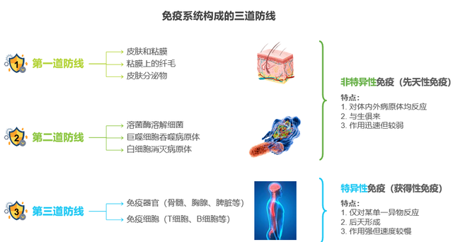 免疫系统由体内多种器官,细胞及活性物质组成,为身体构建对抗病原体的