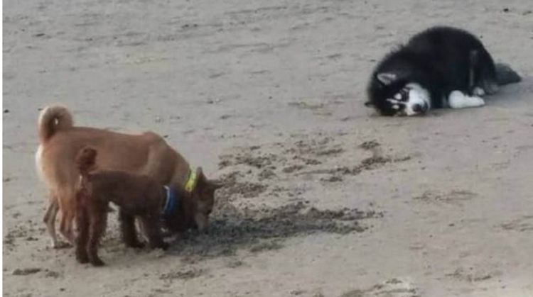 哈士奇出门遛弯，看见两狗狗秀恩爱，躺在地上一脸的生无可恋！休闲区蓝鸢梦想 - Www.slyday.coM