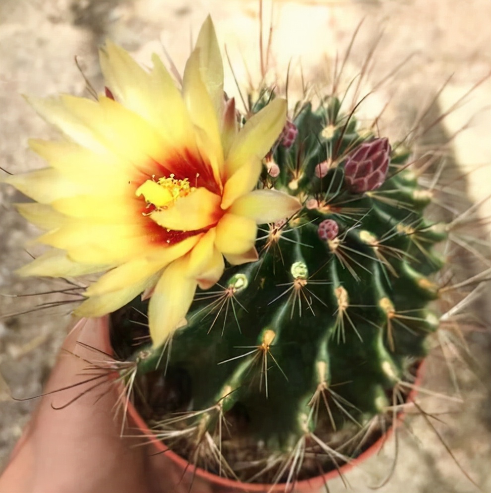 养仙人球选3个品种不仅便宜好养而且四季开花香味独特