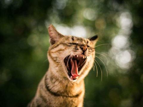 为什么雄性猫非要长倒刺,来刮伤雌性?人类和它们有什么区别?|大自然|猫咪|倒刺_新浪新闻