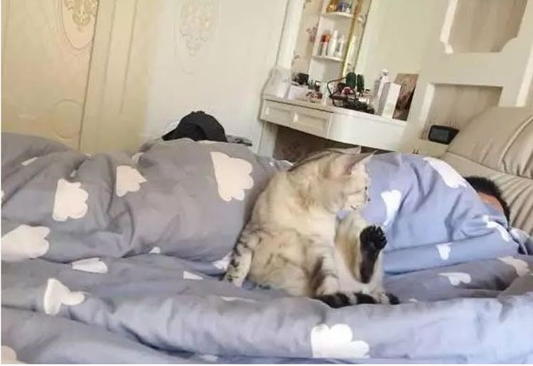 猫咪趁主人熟睡后钻进被窝，主人一脸嫌弃赶走猫咪，猫咪表情亮了休闲区蓝鸢梦想 - Www.slyday.coM