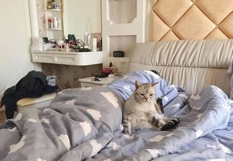 猫咪趁主人熟睡后钻进被窝，主人一脸嫌弃赶走猫咪，猫咪表情亮了休闲区蓝鸢梦想 - Www.slyday.coM