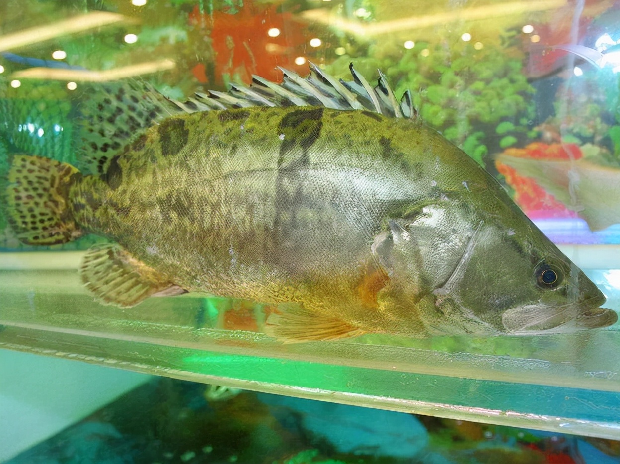 松花湖的什么淡水鱼好吃本地人推荐三花一岛刺少肉嫩味鲜