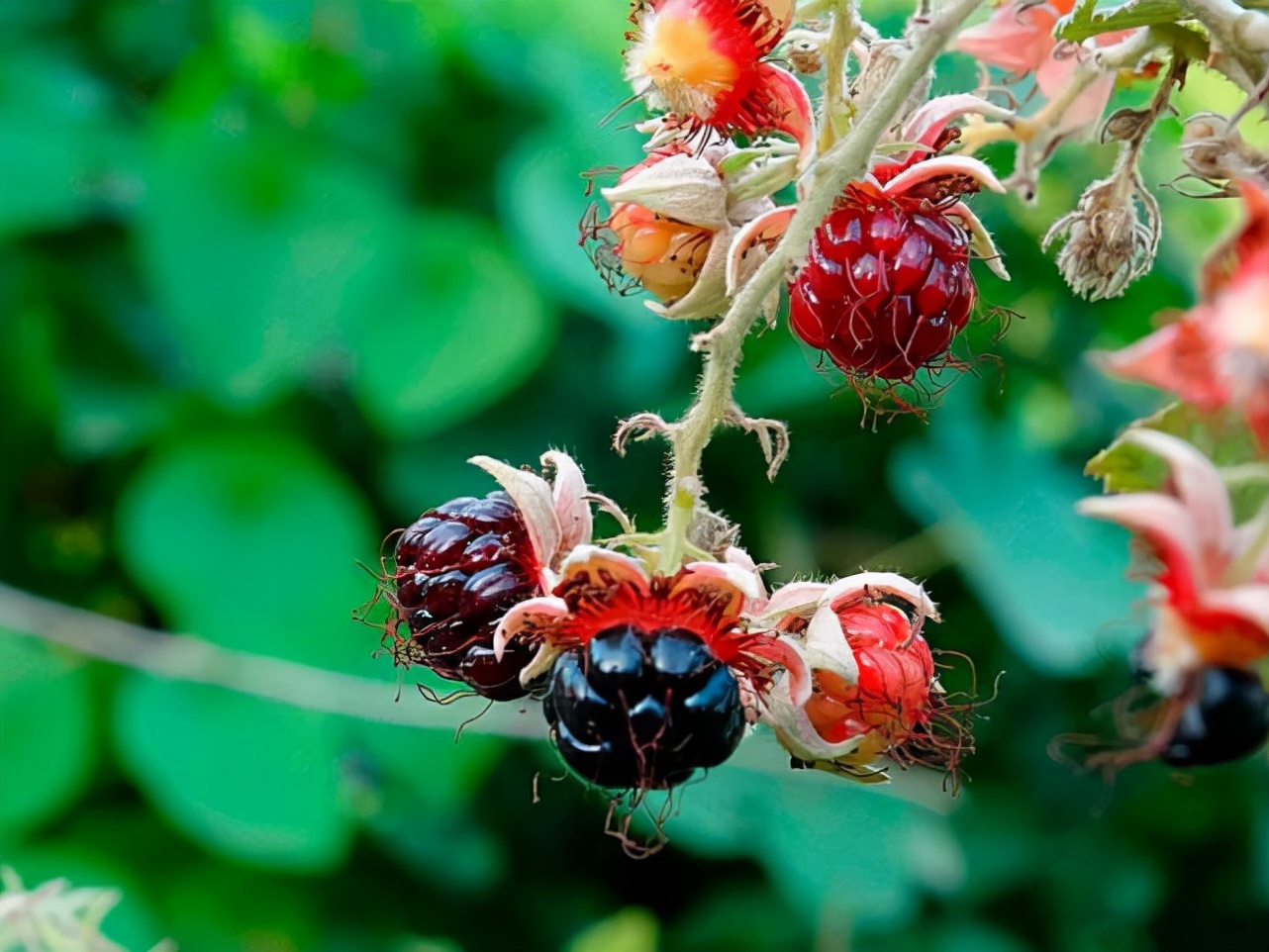 它有一个好听的名字叫"过江龙",果实可吃全身带刺,价值珍贵__财经头条