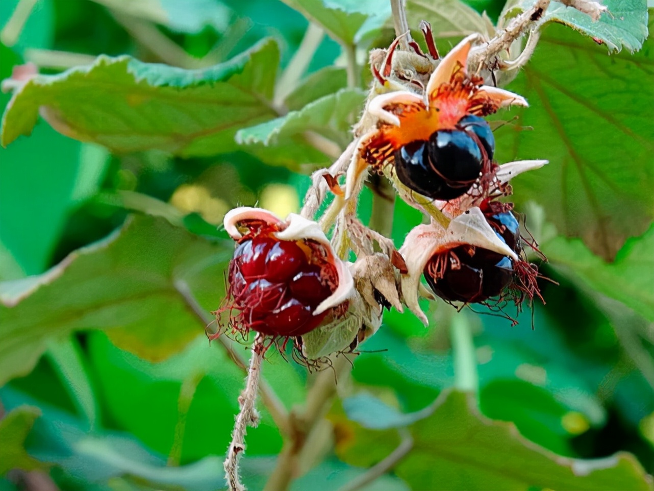 它有一个好听的名字叫"过江龙",果实可吃全身带刺,价值珍贵__财经头条