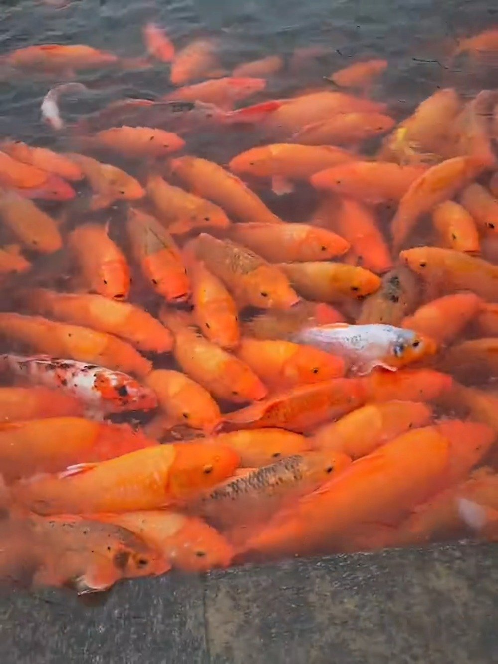 点赞锦鲤上岸 2021的最后几个月都能顺顺利利!