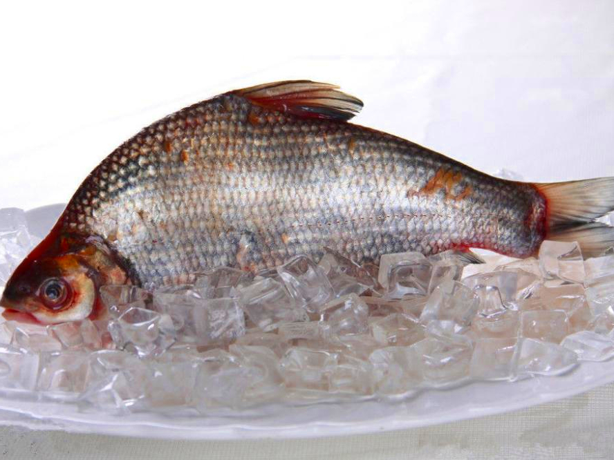 松花湖的什么淡水鱼好吃本地人推荐三花一岛刺少肉嫩味鲜