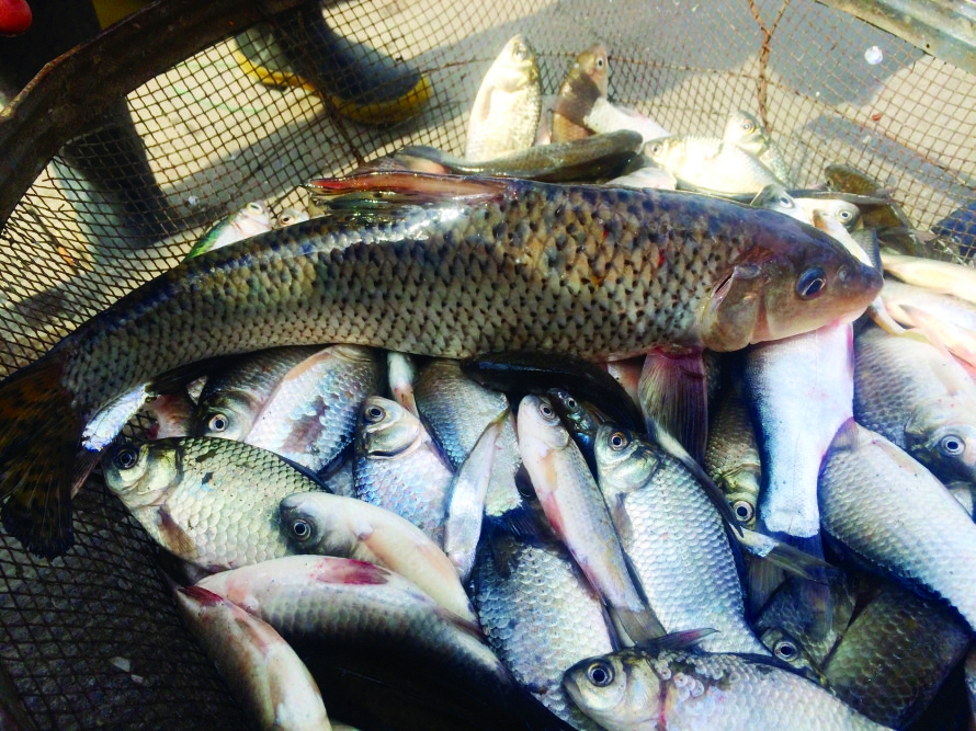 松花湖的什么淡水鱼好吃本地人推荐三花一岛刺少肉嫩味鲜