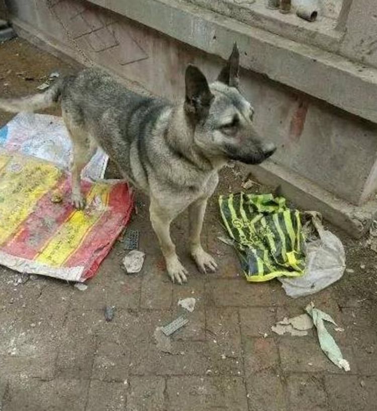 狗肉馆门口看见一只待宰的狗狗,狗狗眼神可怜,让人忍不住心痛休闲区蓝鸢梦想 - Www.slyday.coM 狗肉馆门口看见一只待宰的狗狗,狗狗眼神可怜,让人忍不住心痛休闲区蓝鸢梦想 - Www.slyday.coM