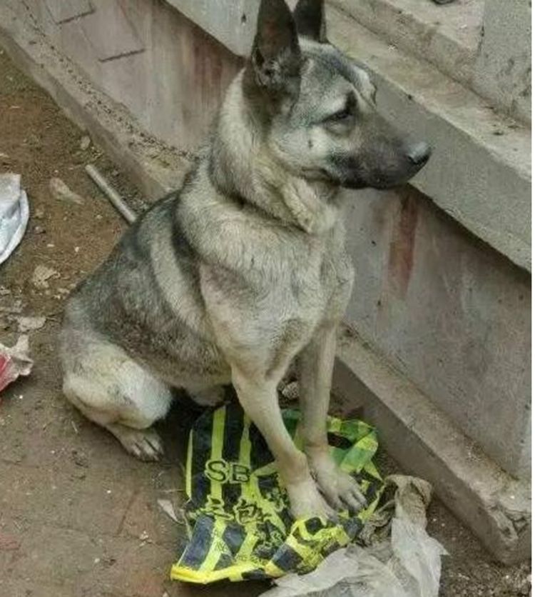 狗肉馆门口看见一只待宰的狗狗,狗狗眼神可怜,让人忍不住心痛休闲区蓝鸢梦想 - Www.slyday.coM 狗肉馆门口看见一只待宰的狗狗,狗狗眼神可怜,让人忍不住心痛休闲区蓝鸢梦想 - Www.slyday.coM