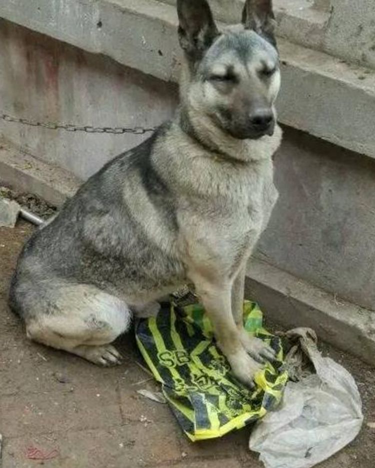 狗肉馆门口看见一只待宰的狗狗,狗狗眼神可怜,让人忍不住心痛休闲区蓝鸢梦想 - Www.slyday.coM 狗肉馆门口看见一只待宰的狗狗,狗狗眼神可怜,让人忍不住心痛休闲区蓝鸢梦想 - Www.slyday.coM