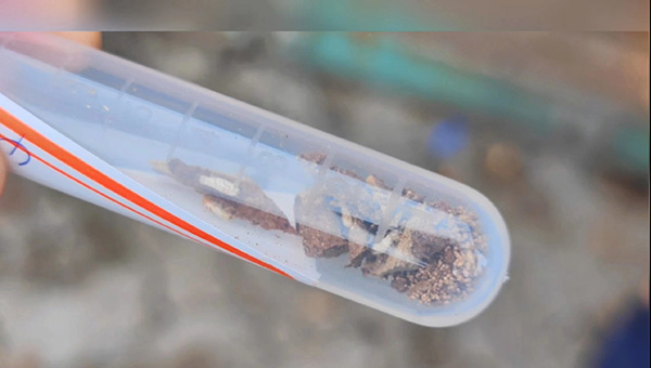 有虫！上海海关在进境木材中查获检疫性有害白蚁休闲区蓝鸢梦想 - Www.slyday.coM