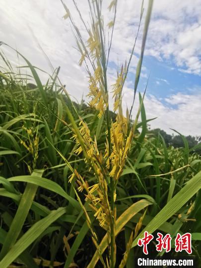 菰米复活浙江大学与湖州市校合作聚焦野生品种育种失传六谷