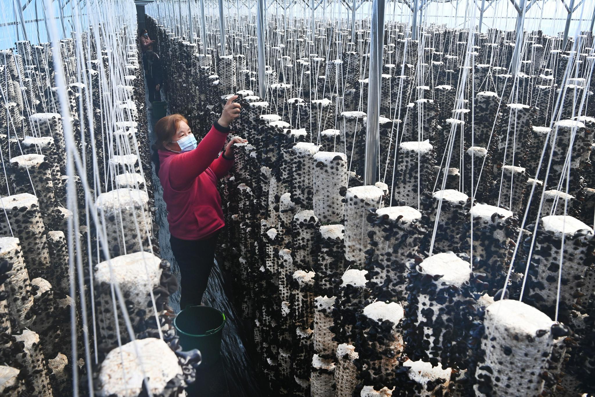 10月21日,在商洛市商州区木耳产业示范园木耳大棚内,务工人员在采摘秋