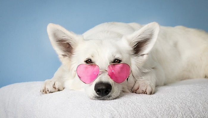 家电家装匆匆入局，怎能“玩懂”宠物经济？