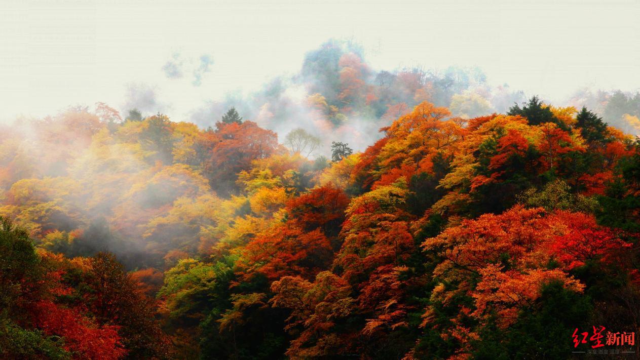 万山红遍层林尽染四川唐家河红叶大片来了