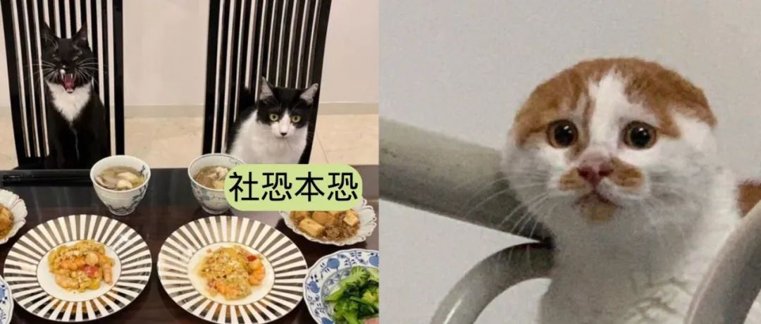 养了一只社恐猫,到手的亲事差点吹了!|猫_新浪新闻