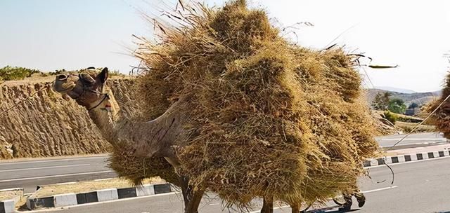 欧某中一案,死者家属希望大家捐款,为什么大部分网友都不愿意?休闲区蓝鸢梦想 - Www.slyday.coM