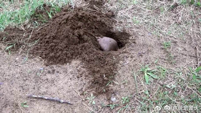 了一只猫一只鼠 为您推荐: 男子将死神辣椒撒在地上,被老鼠全部吃掉后