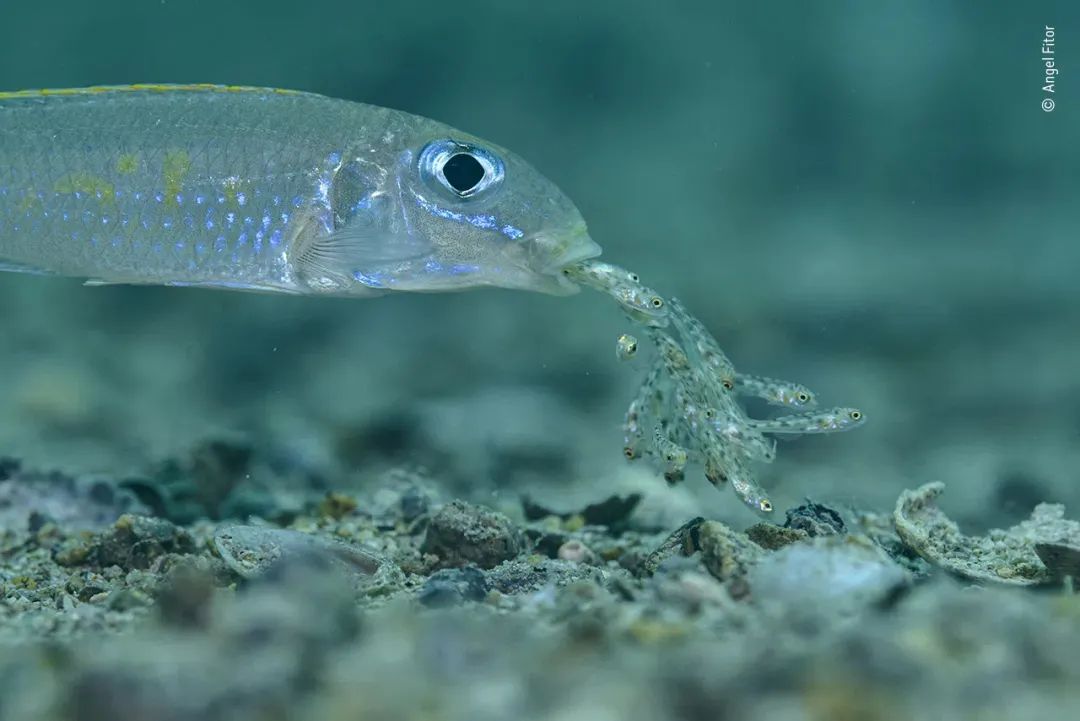 2021年度野生动物摄影师大奖公布两条产卵的鱼获总冠军