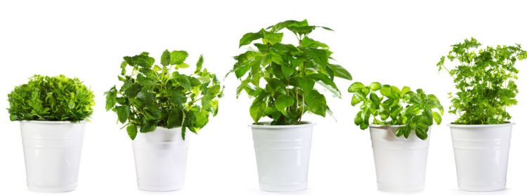 要想养好花，必须好花配好盆，那你知道如何选择适合的花盆吗休闲区蓝鸢梦想 - Www.slyday.coM