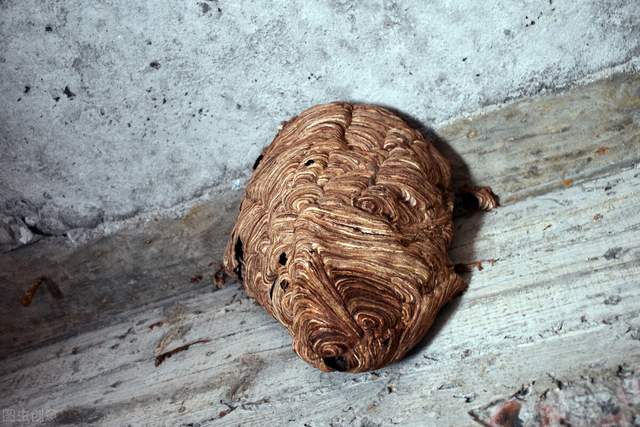 吃席路上无辜惨死，死因竟是“小昆虫”，能有多毒？农民：毒死牛休闲区蓝鸢梦想 - Www.slyday.coM