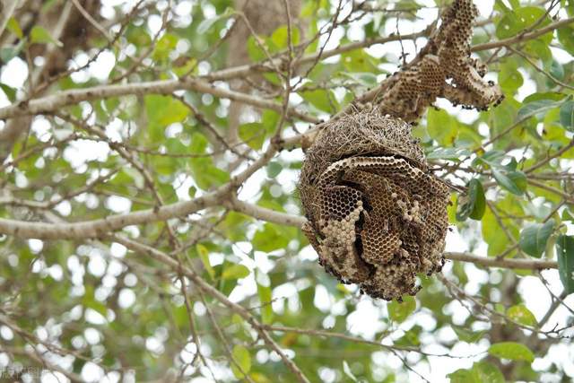 吃席路上无辜惨死，死因竟是“小昆虫”，能有多毒？农民：毒死牛休闲区蓝鸢梦想 - Www.slyday.coM