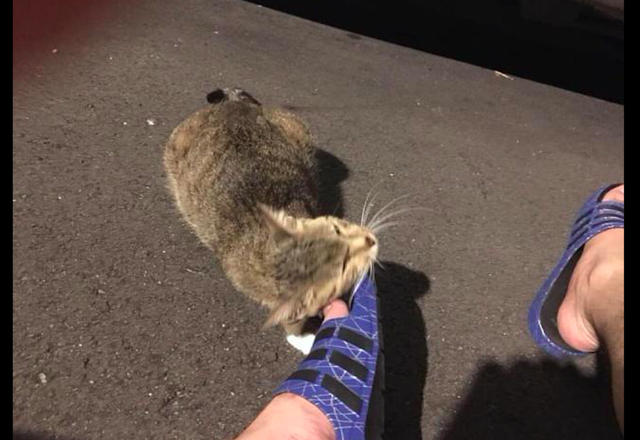 怀孕流浪猫主动示好男子,被收养后肚子却越变越小,原来被套路了休闲区蓝鸢梦想 - Www.slyday.coM 怀孕流浪猫主动示好男子,被收养后肚子却越变越小,原来被套路了休闲区蓝鸢梦想 - Www.slyday.coM