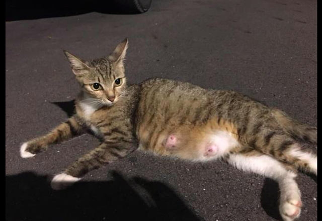 怀孕流浪猫主动示好男子,被收养后肚子却越变越小,原来被套路了休闲区蓝鸢梦想 - Www.slyday.coM 怀孕流浪猫主动示好男子,被收养后肚子却越变越小,原来被套路了休闲区蓝鸢梦想 - Www.slyday.coM