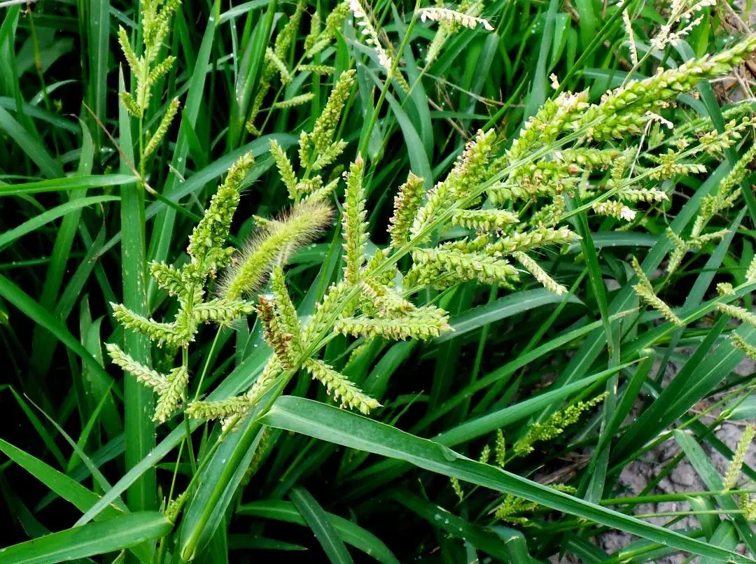 农民最痛恨的稗草,原来还有这么多价值,涨知识了|稗子|稗草|农民_新浪
