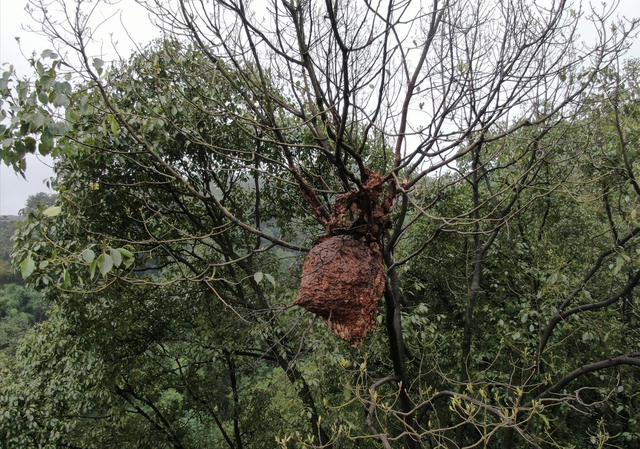 吃席路上无辜惨死，死因竟是“小昆虫”，能有多毒？农民：毒死牛休闲区蓝鸢梦想 - Www.slyday.coM