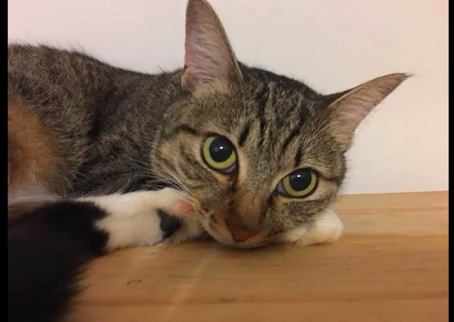 怀孕流浪猫主动示好男子,被收养后肚子却越变越小,原来被套路了休闲区蓝鸢梦想 - Www.slyday.coM 怀孕流浪猫主动示好男子,被收养后肚子却越变越小,原来被套路了休闲区蓝鸢梦想 - Www.slyday.coM