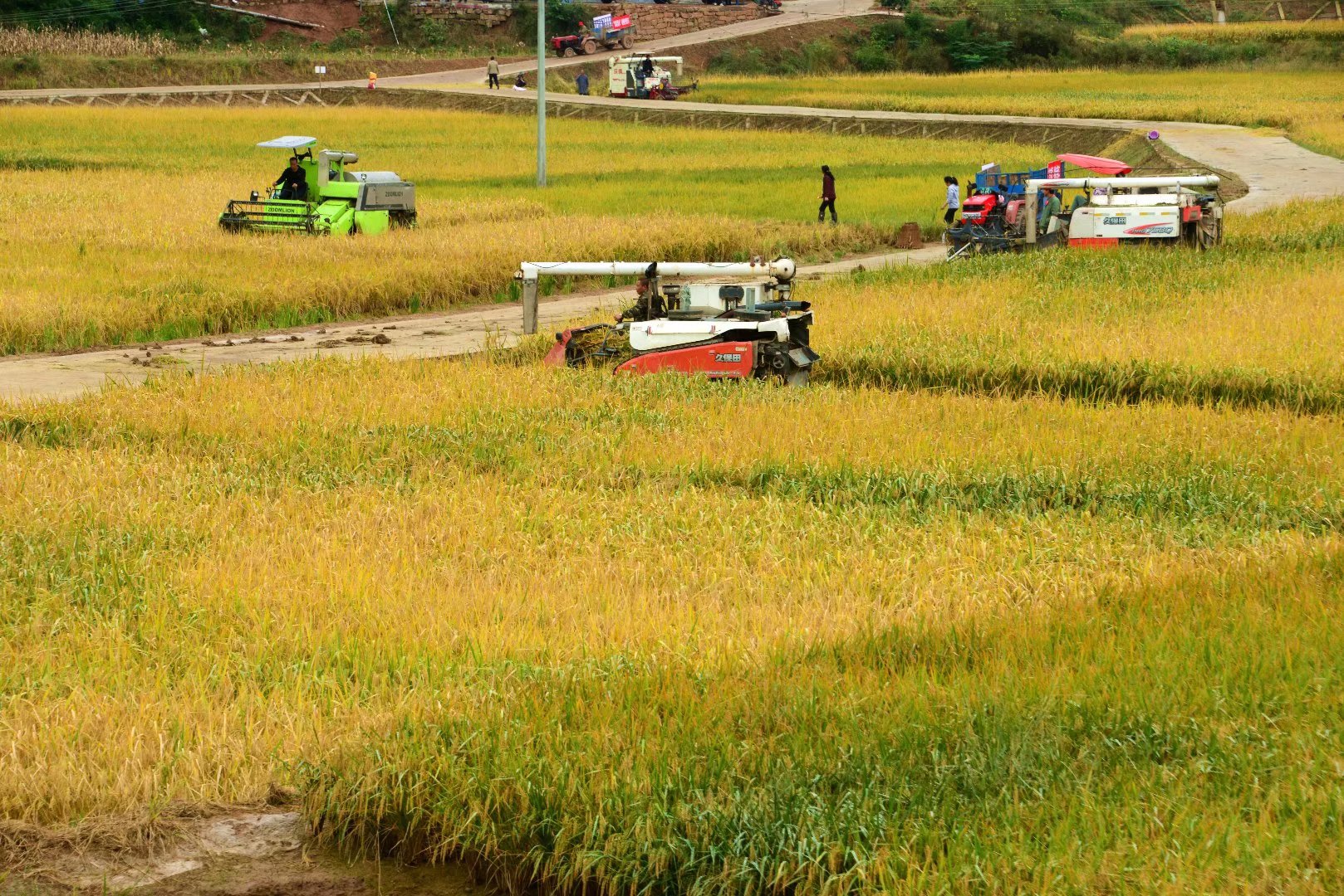 秋意浓广元这片金色稻田迎来丰收季田园画卷美不胜收