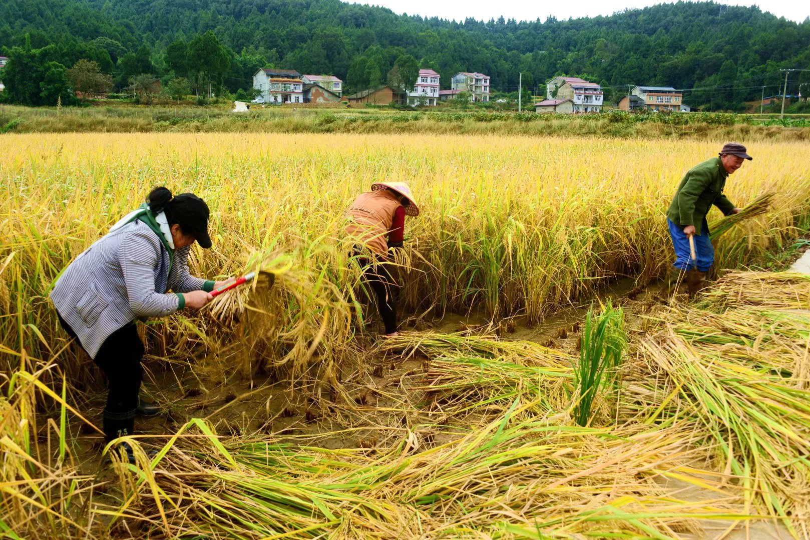 秋意浓广元这片金色稻田迎来丰收季田园画卷美不胜收