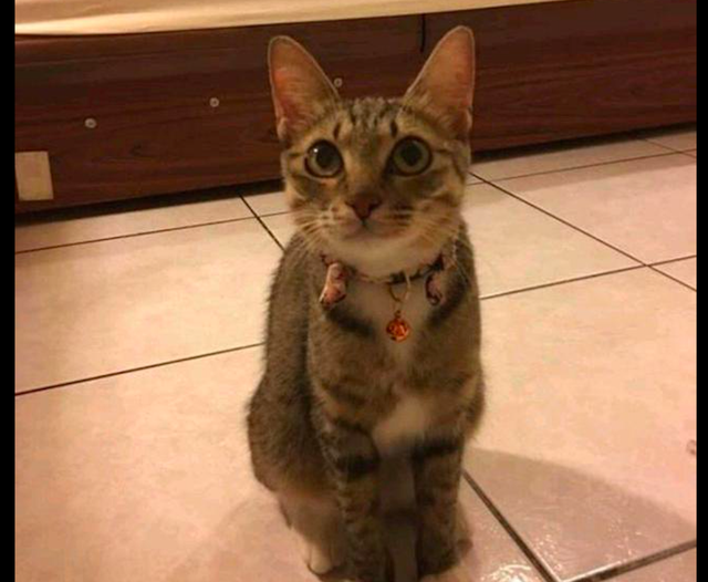 怀孕流浪猫主动示好男子,被收养后肚子却越变越小,原来被套路了休闲区蓝鸢梦想 - Www.slyday.coM 怀孕流浪猫主动示好男子,被收养后肚子却越变越小,原来被套路了休闲区蓝鸢梦想 - Www.slyday.coM