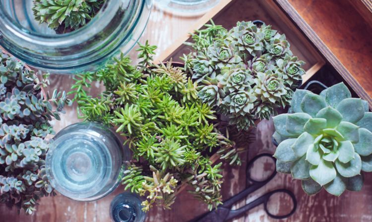 要想养好花，必须好花配好盆，那你知道如何选择适合的花盆吗休闲区蓝鸢梦想 - Www.slyday.coM