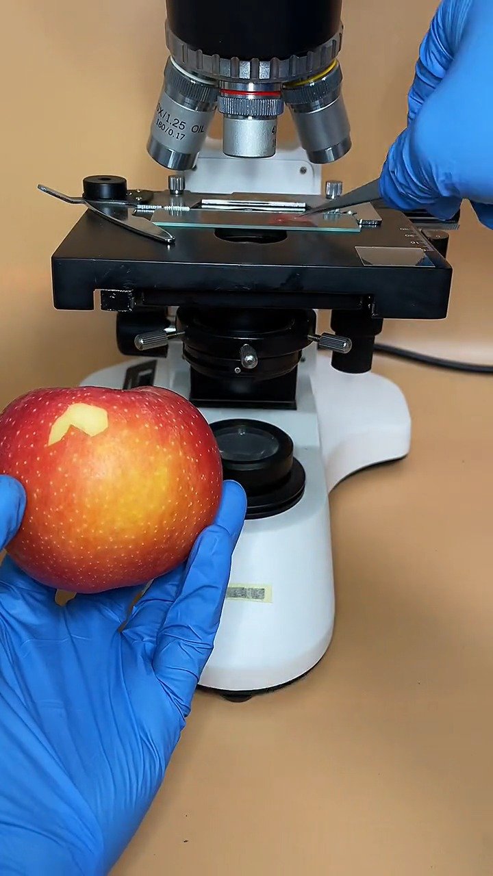 苹果到底有多好在显微镜下告诉你超级红包79vsta的杂货铺79