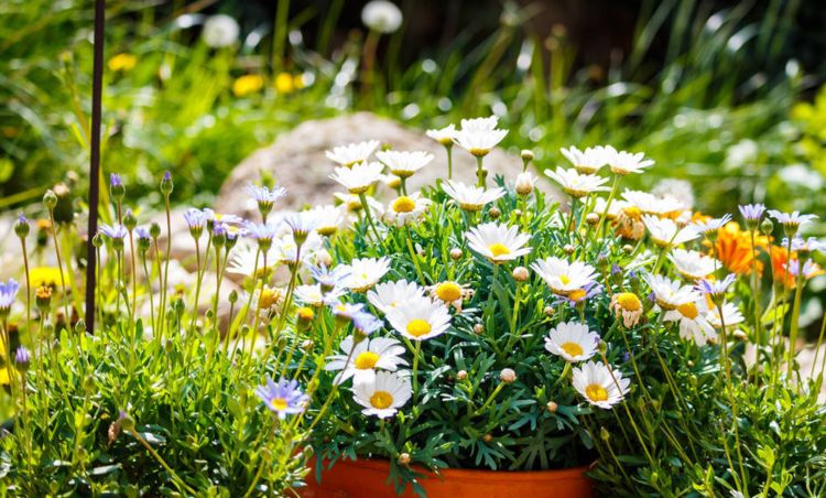 要想养好花，必须好花配好盆，那你知道如何选择适合的花盆吗休闲区蓝鸢梦想 - Www.slyday.coM