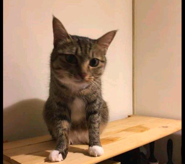 怀孕流浪猫主动示好男子,被收养后肚子却越变越小,原来被套路了休闲区蓝鸢梦想 - Www.slyday.coM 怀孕流浪猫主动示好男子,被收养后肚子却越变越小,原来被套路了休闲区蓝鸢梦想 - Www.slyday.coM