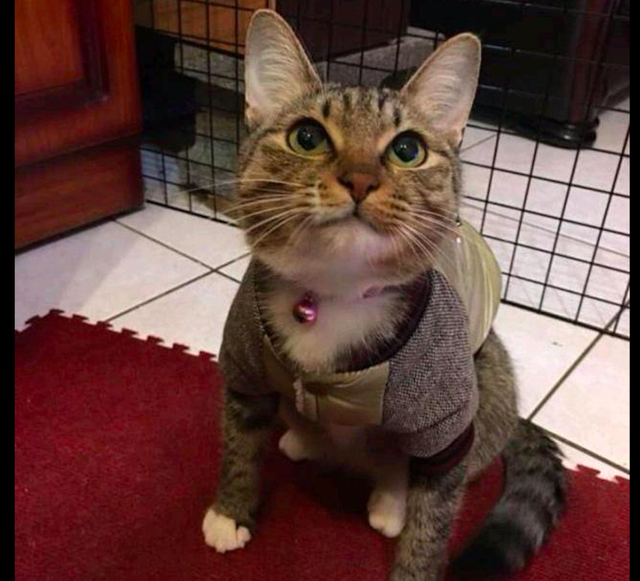 怀孕流浪猫主动示好男子,被收养后肚子却越变越小,原来被套路了休闲区蓝鸢梦想 - Www.slyday.coM 怀孕流浪猫主动示好男子,被收养后肚子却越变越小,原来被套路了休闲区蓝鸢梦想 - Www.slyday.coM