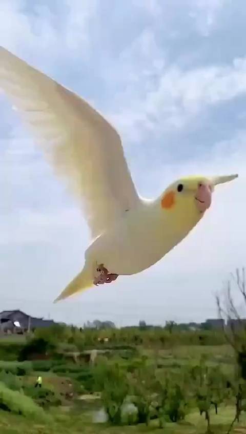 玄凤鹦鹉飞舞的样子太优雅了吧,真是梦中情鸟了