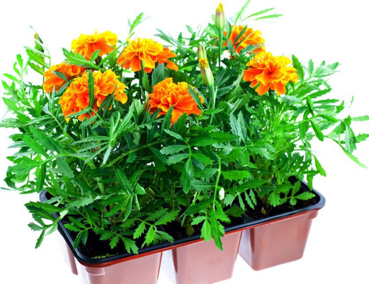 要想养好花，必须好花配好盆，那你知道如何选择适合的花盆吗休闲区蓝鸢梦想 - Www.slyday.coM