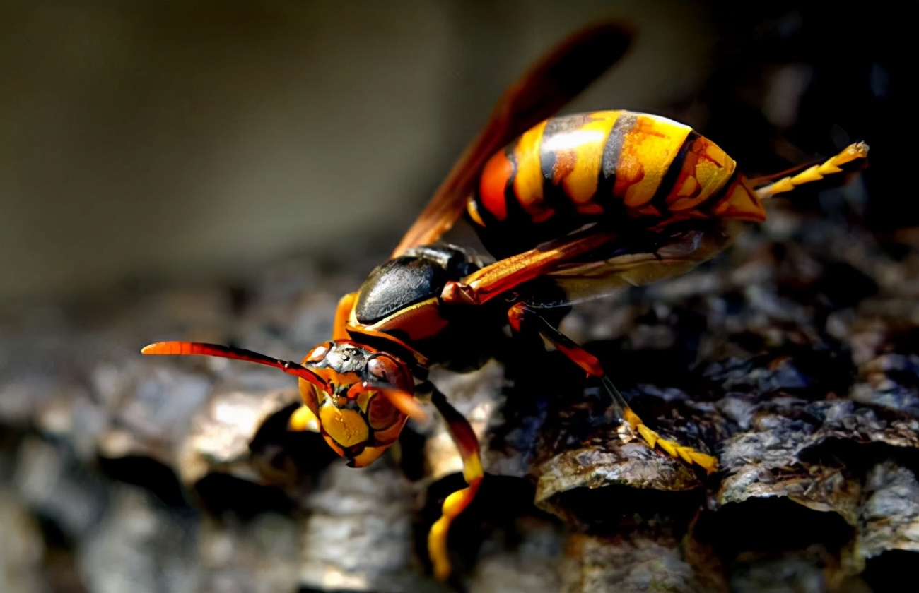 攻击|马蜂|蜂群_新浪新闻