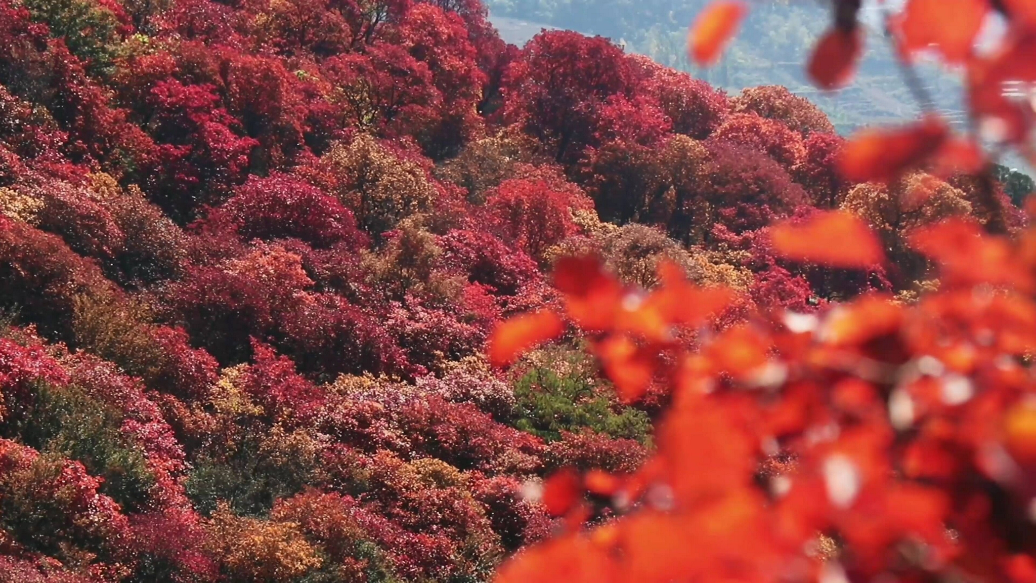 萧萧霜叶照青山 临沂市蒙阴县岱崮镇封山红叶最佳观赏期来了 临沂市 新浪新闻