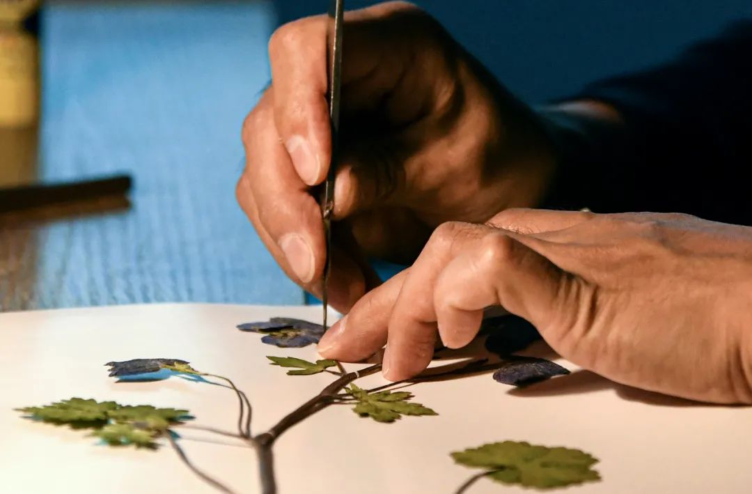 杨宗宗在工作室制作植物标本(10月10日摄).新华社记者 王菲 摄
